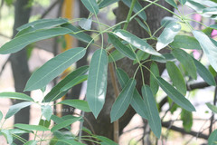 Tabebuia argentea